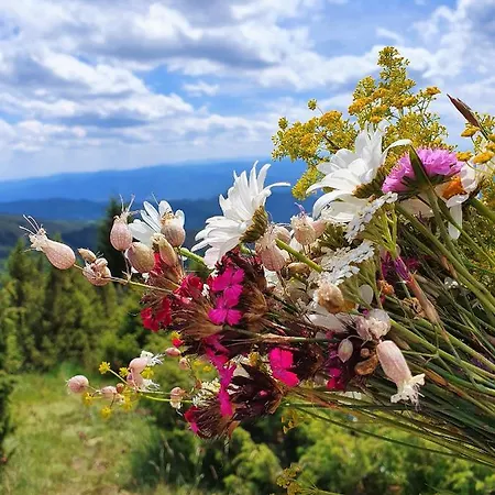 Planinska Bajka - Kraljevi Cardaci 카파오닉