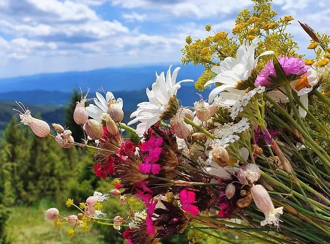 Planinska Bajka - Kraljevi Cardaci Kopaonik